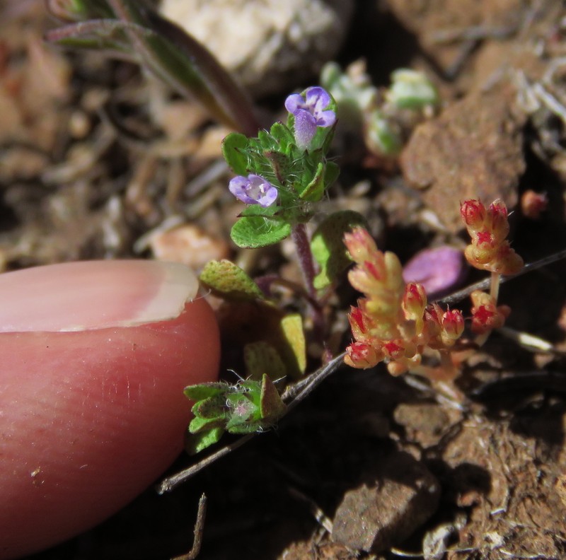 Thymeleaf Mesamint photo 4