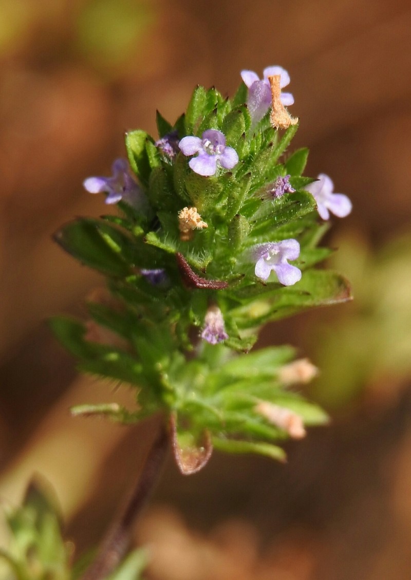 Thymeleaf Mesamint photo 5