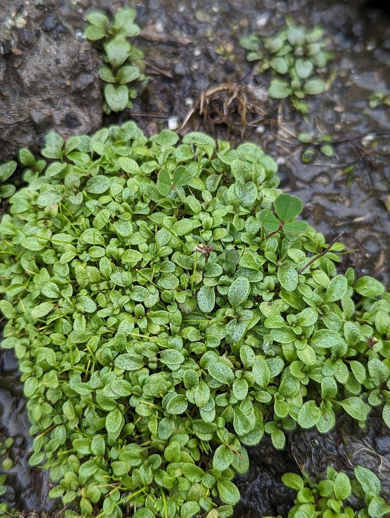Thymeleaf Mesamint photo 6