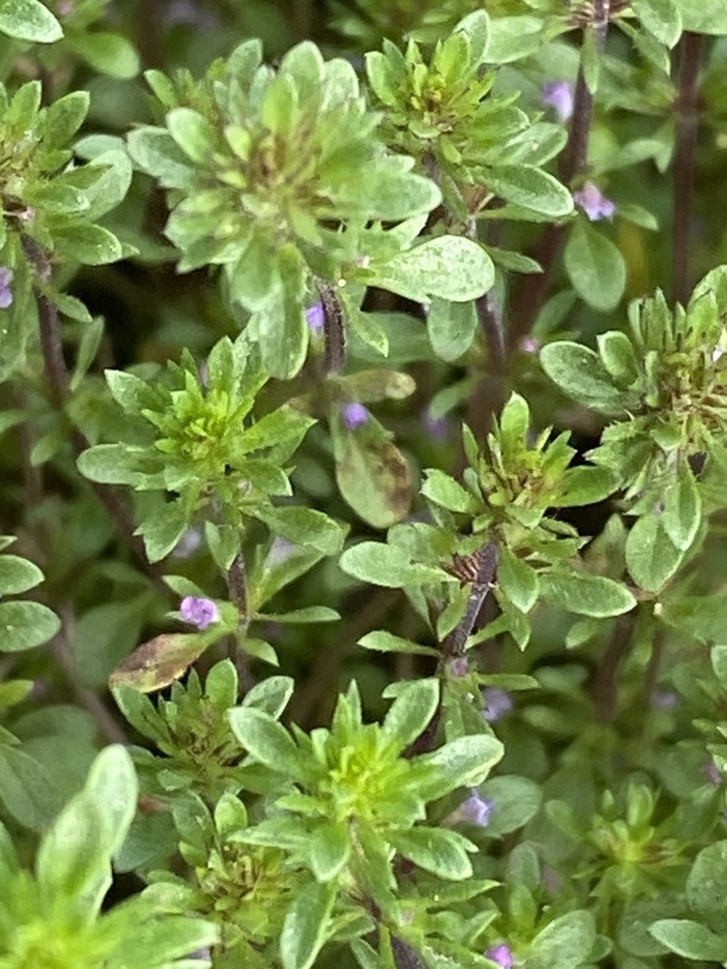 Thymeleaf Mesamint photo 7