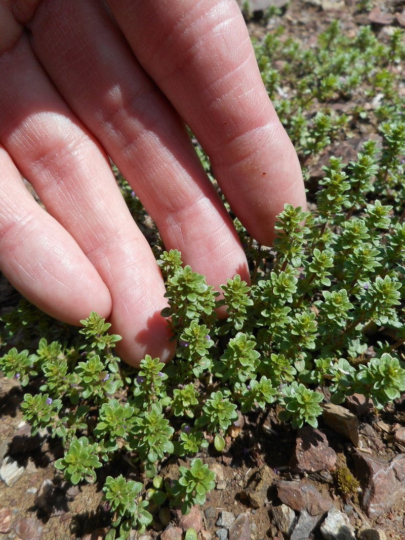 Thymeleaf Mesamint photo 8