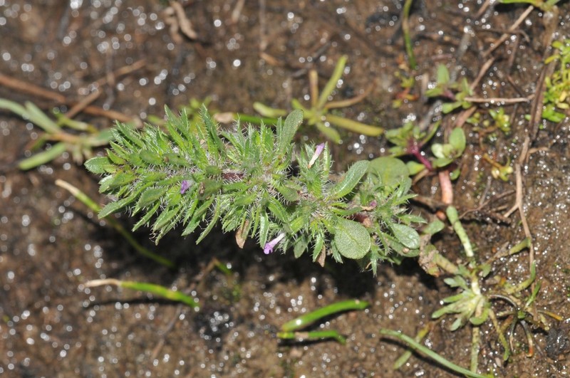 Pogogyne zizyphoroides photo 2