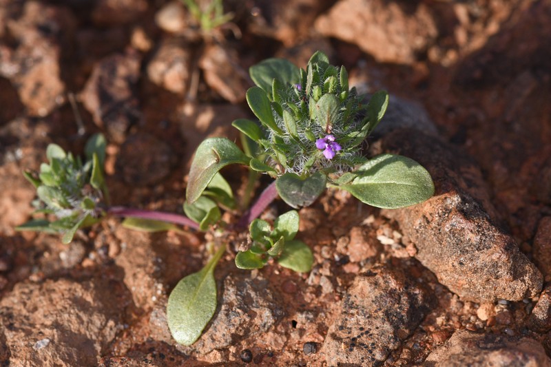 Pogogyne zizyphoroides photo 4