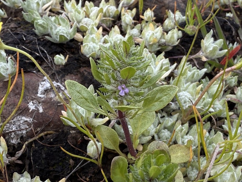 Pogogyne zizyphoroides photo 5