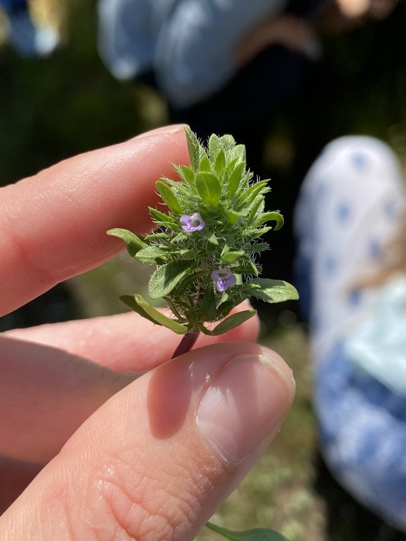 Pogogyne zizyphoroides photo 6
