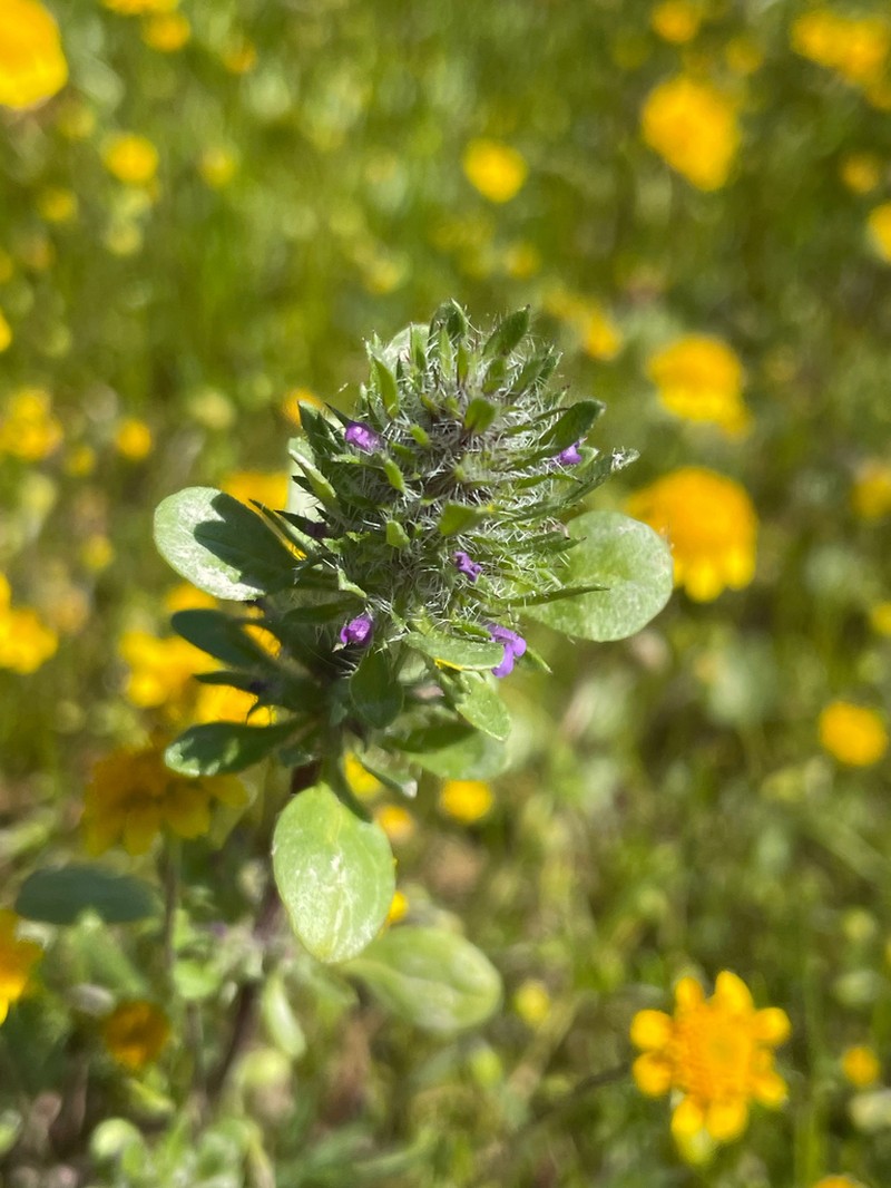 Pogogyne zizyphoroides photo 7