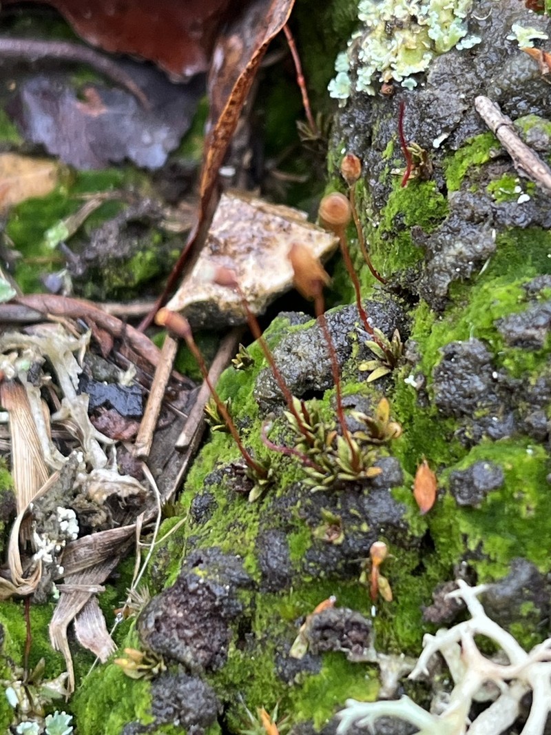Pogonatum Moss