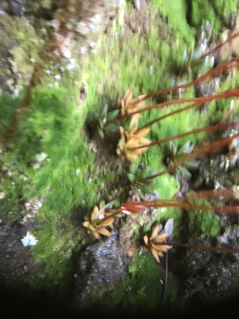 Pogonatum Moss photo 2