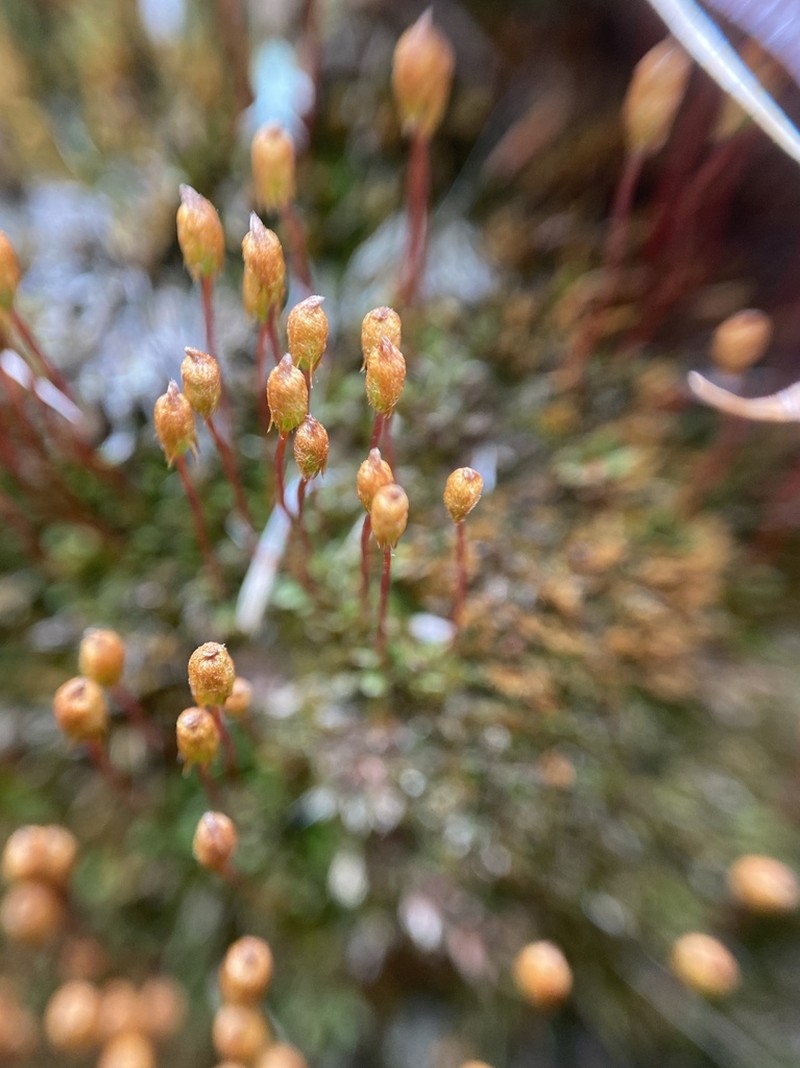 Pogonatum Moss photo 3