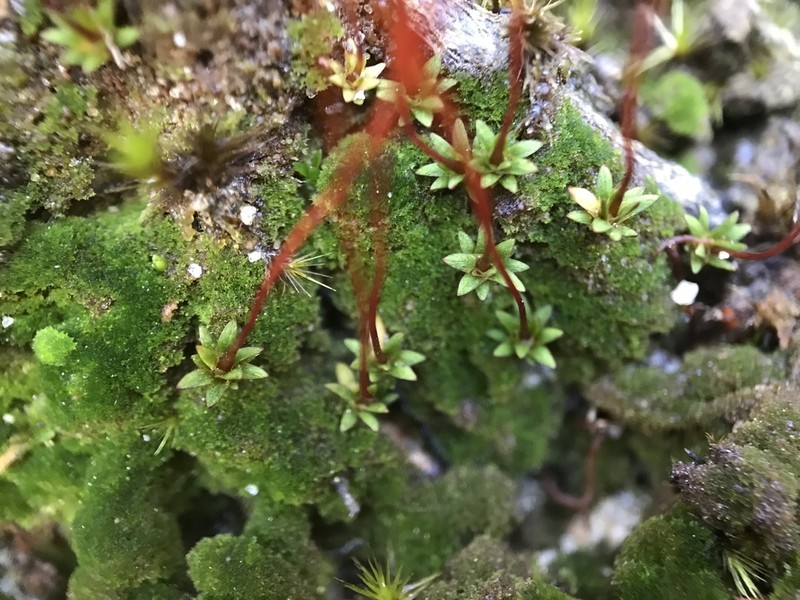 Pogonatum Moss photo 4