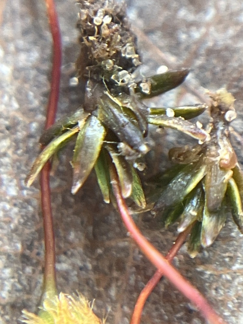 Pogonatum Moss photo 5
