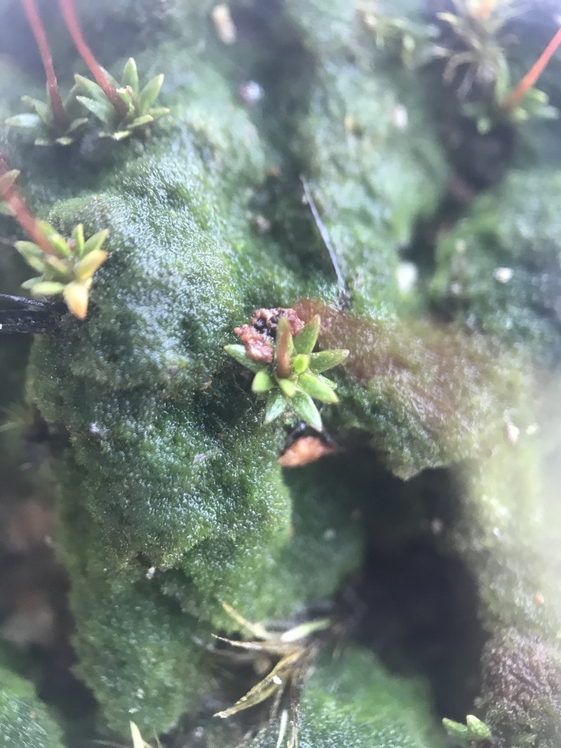 Pogonatum Moss photo 6