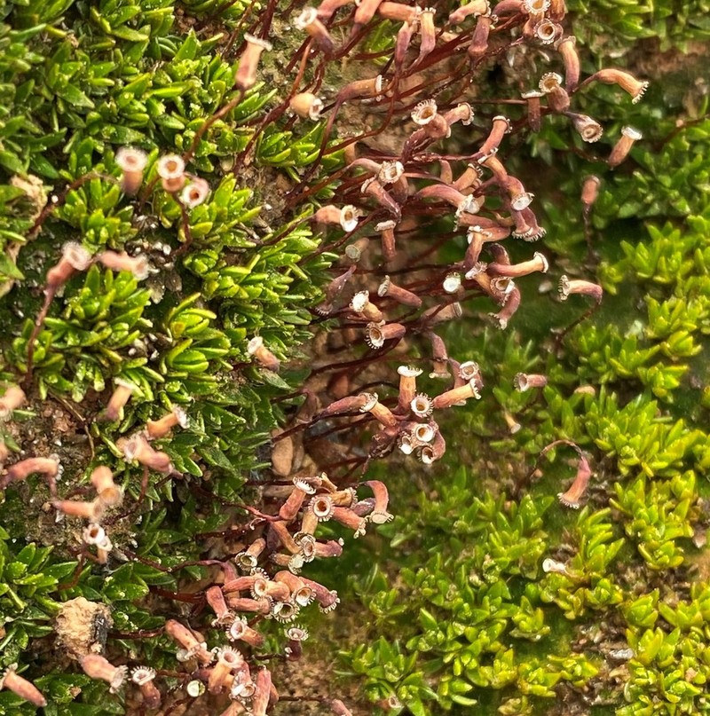 Pogonatum Moss photo 7