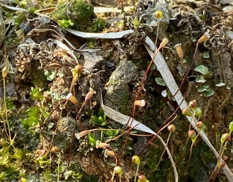 Pogonatum Moss photo 8