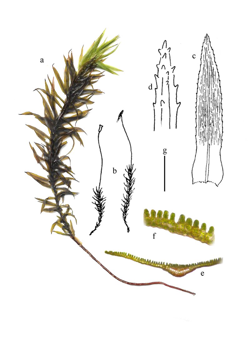 Contorted Pogonatum Moss