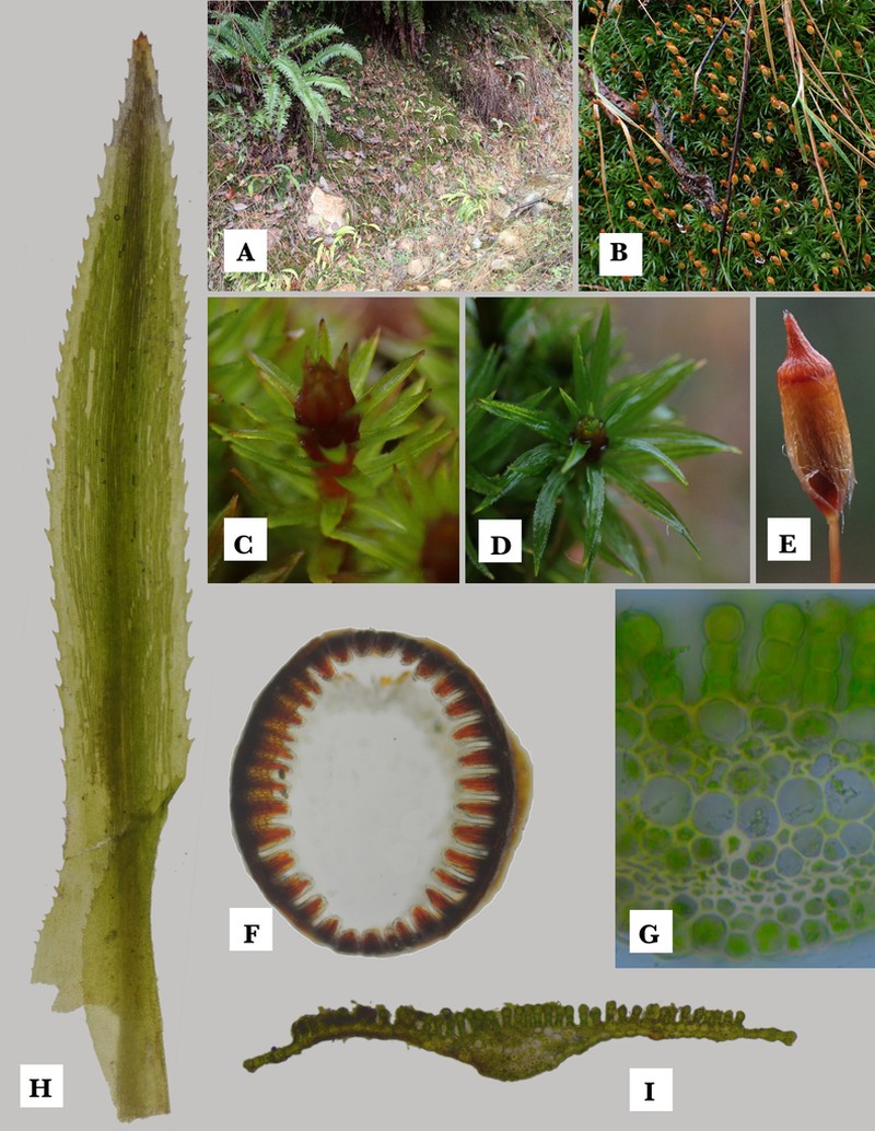 Contorted Pogonatum Moss