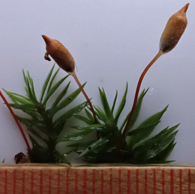 Contorted Pogonatum Moss photo 2