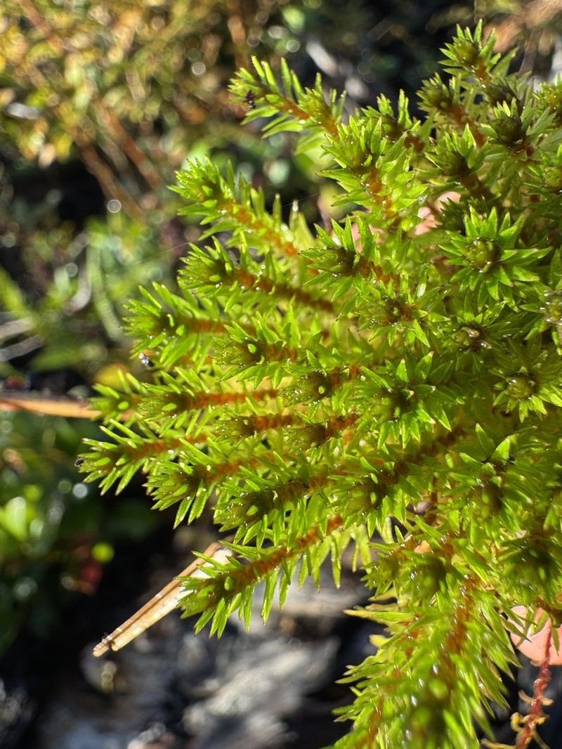 Contorted Pogonatum Moss photo 3