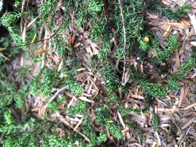 Contorted Pogonatum Moss photo 4