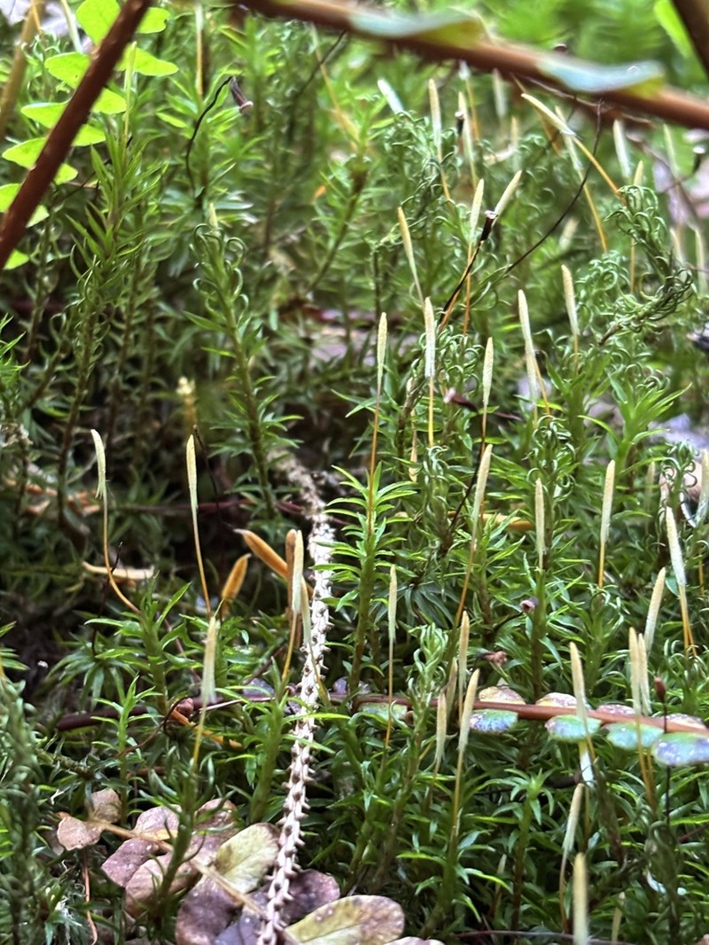 Contorted Pogonatum Moss photo 5