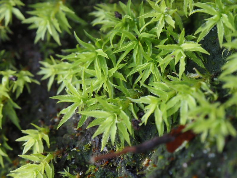 Contorted Pogonatum Moss photo 6