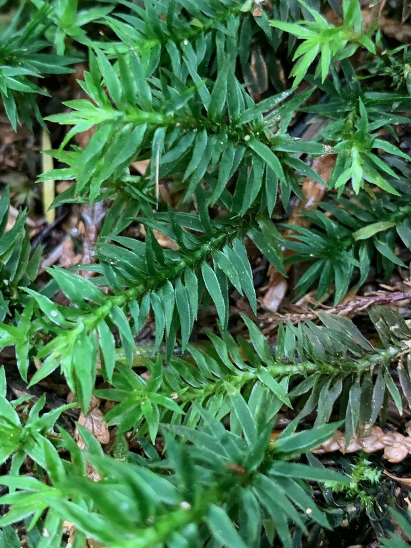 Contorted Pogonatum Moss photo 7