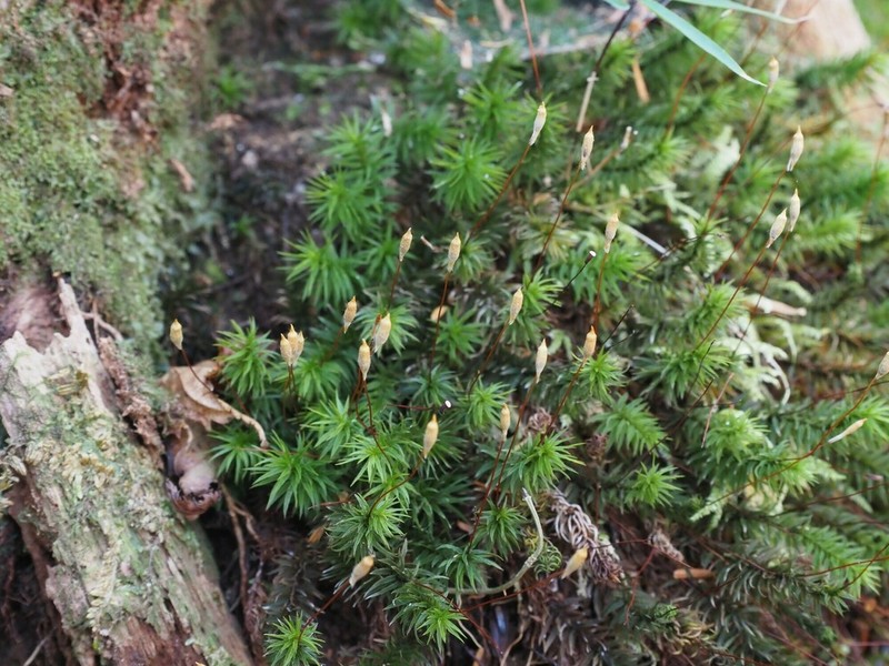 Contorted Pogonatum Moss photo 8