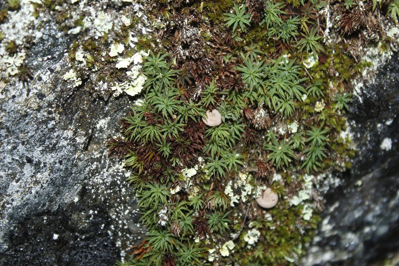 Toothed Pogonatum Moss