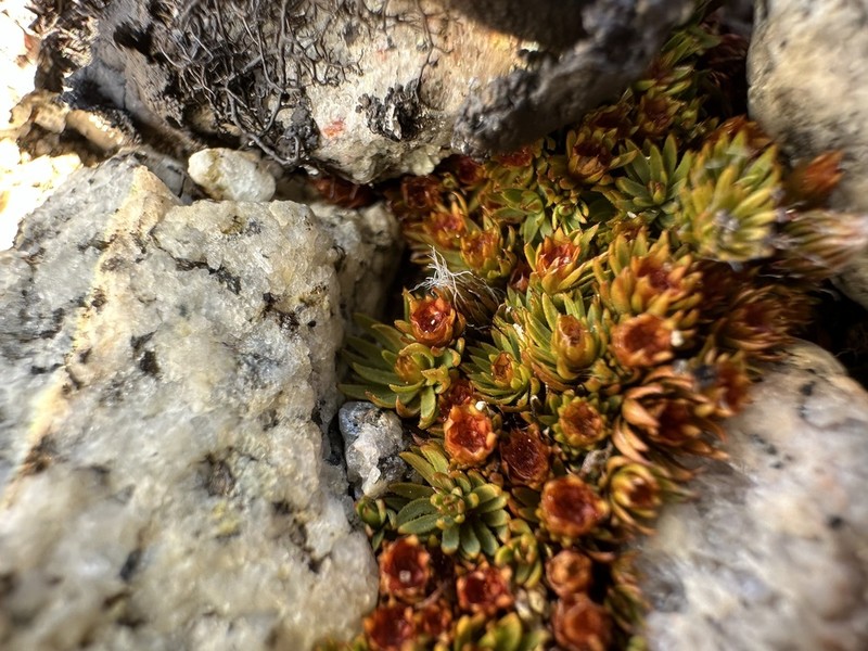 Toothed Pogonatum Moss