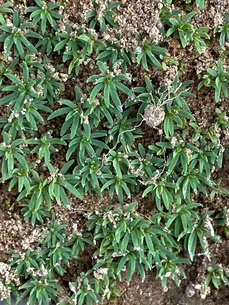 Toothed Pogonatum Moss photo 2