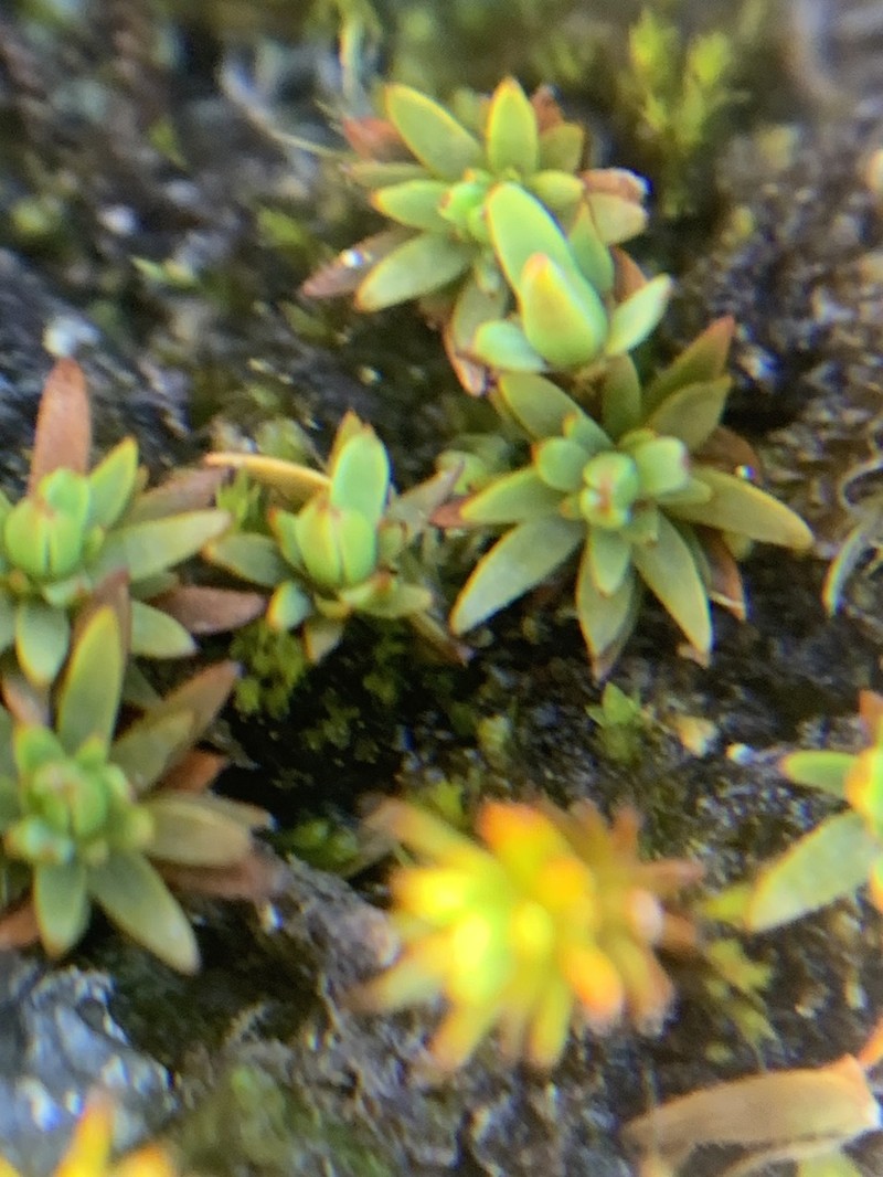 Toothed Pogonatum Moss photo 3