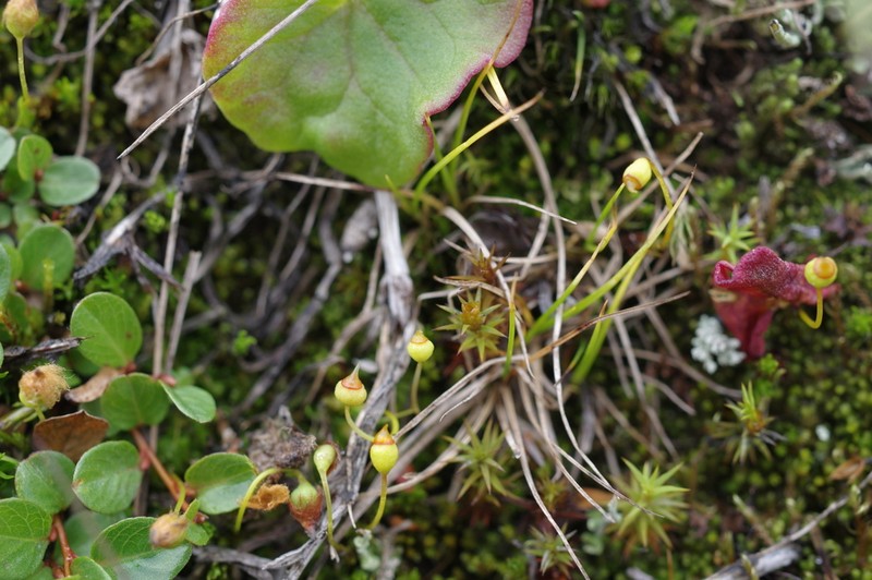 Toothed Pogonatum Moss photo 4