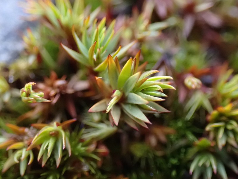 Toothed Pogonatum Moss photo 5