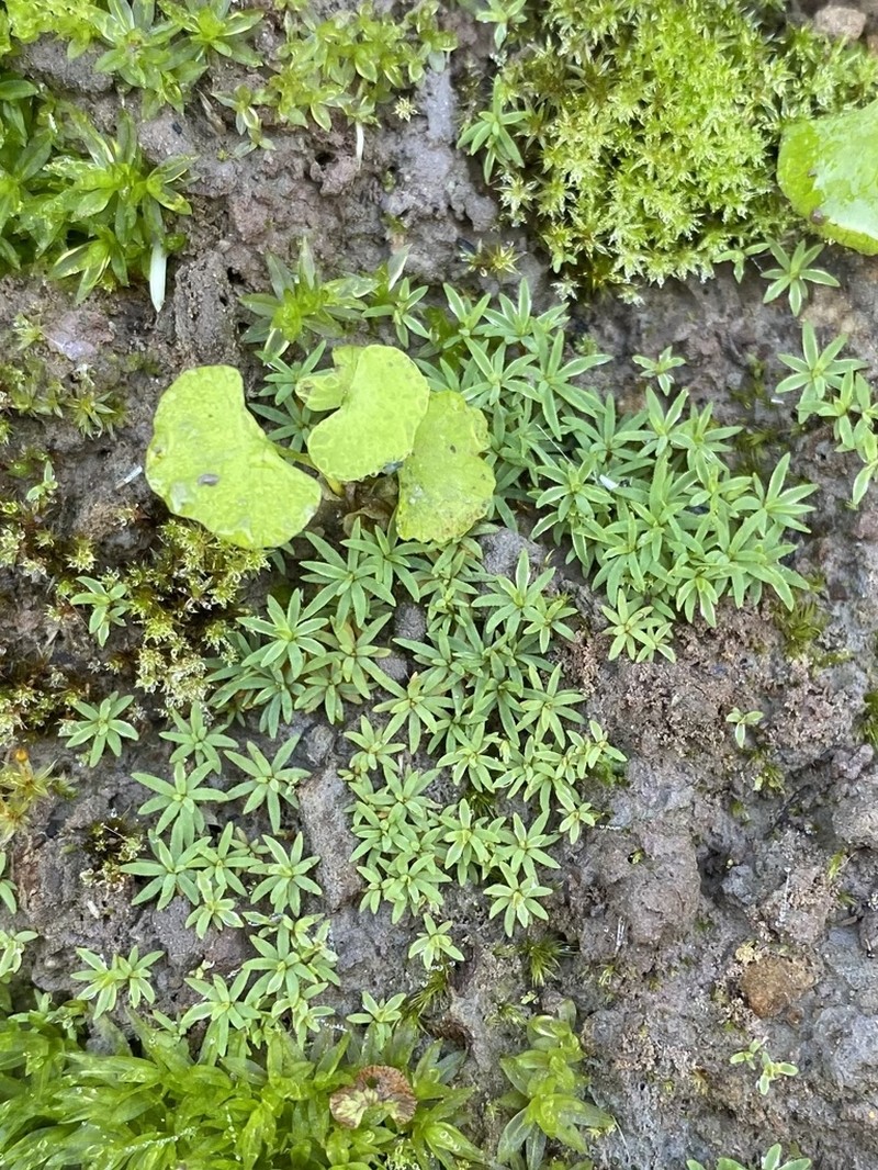 Toothed Pogonatum Moss photo 6