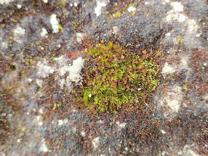 Toothed Pogonatum Moss photo 7