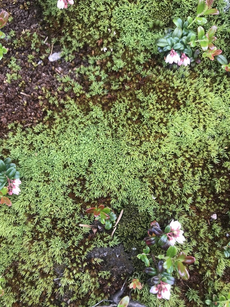 Toothed Pogonatum Moss photo 8