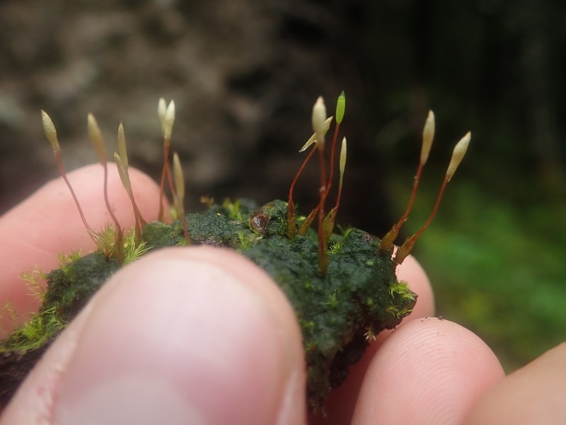 Pennsylvania Pogonatum Moss