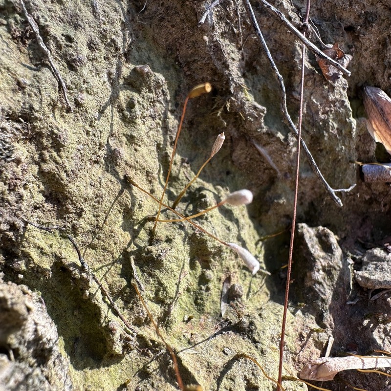 Pennsylvania Pogonatum Moss photo 2