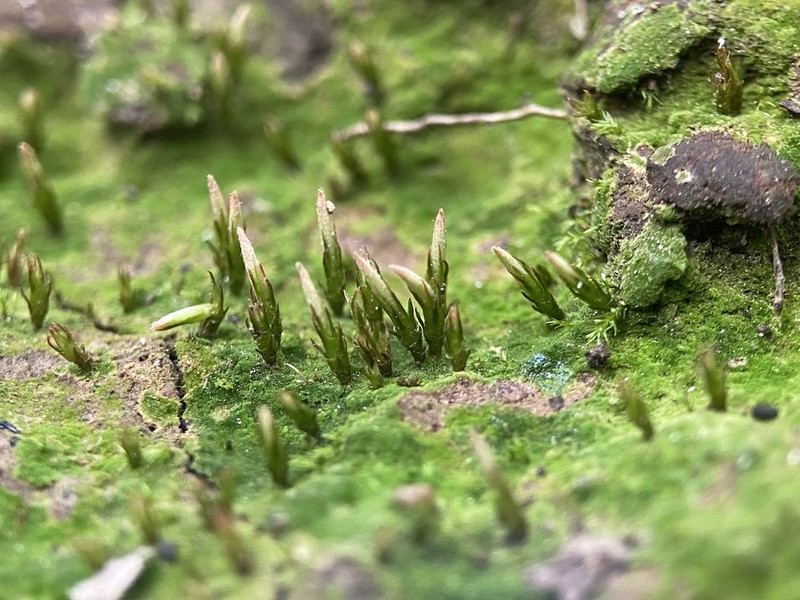 Pennsylvania Pogonatum Moss photo 3