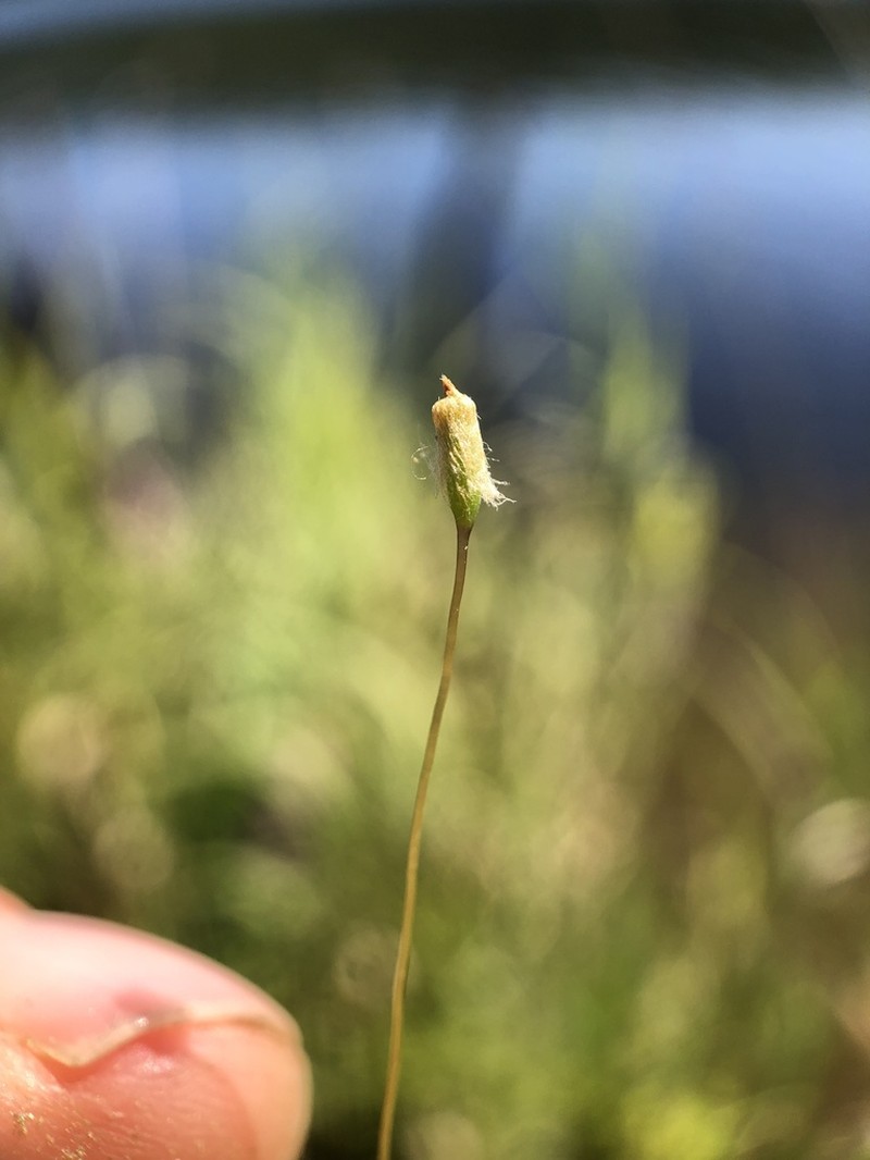 Pennsylvania Pogonatum Moss photo 4