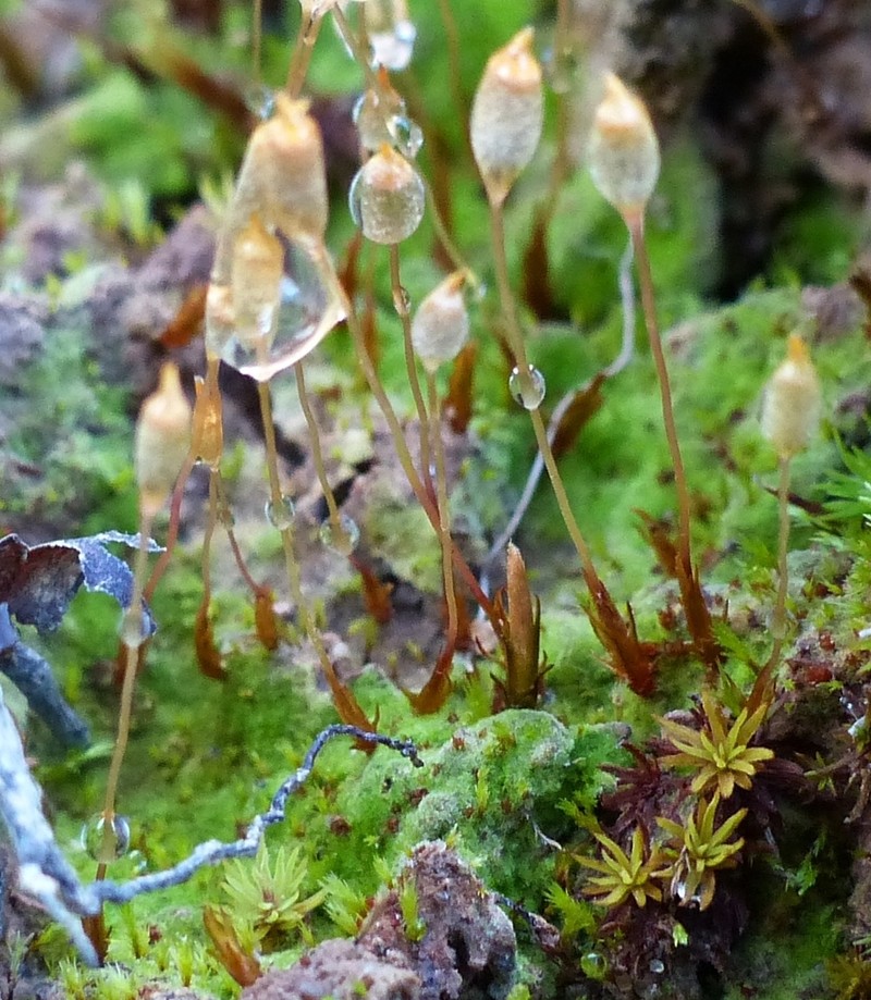 Pennsylvania Pogonatum Moss photo 6