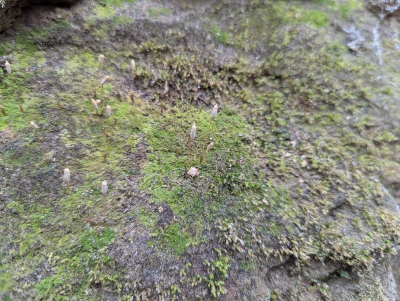 Pennsylvania Pogonatum Moss photo 7
