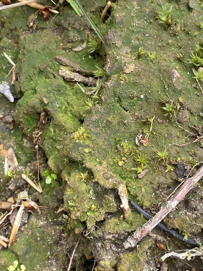 Pennsylvania Pogonatum Moss photo 8