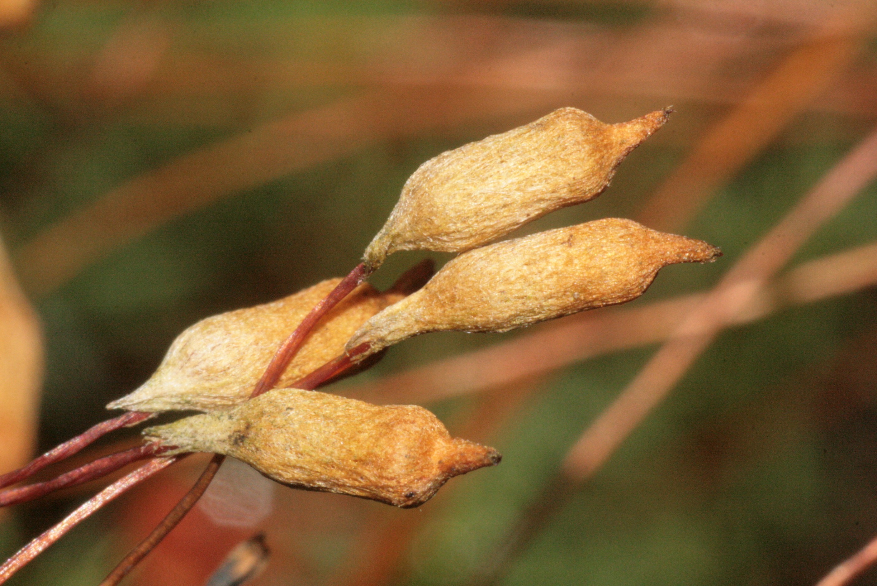 Pogonatum Moss photo 2