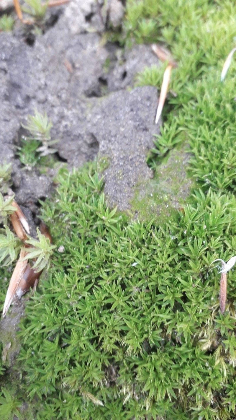 Pogonatum Moss photo 5