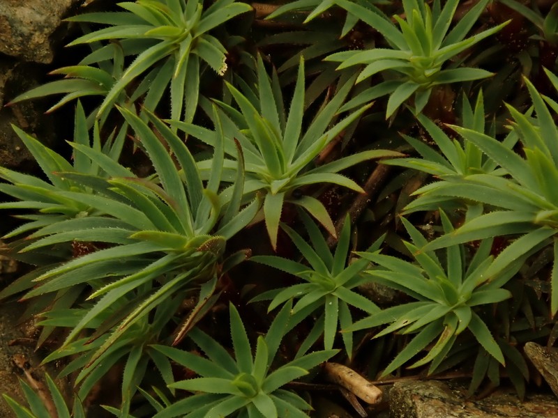 Pogonatum Moss photo 6