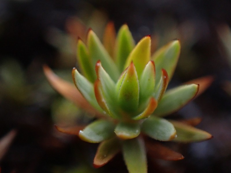 Pogonatum Moss photo 7