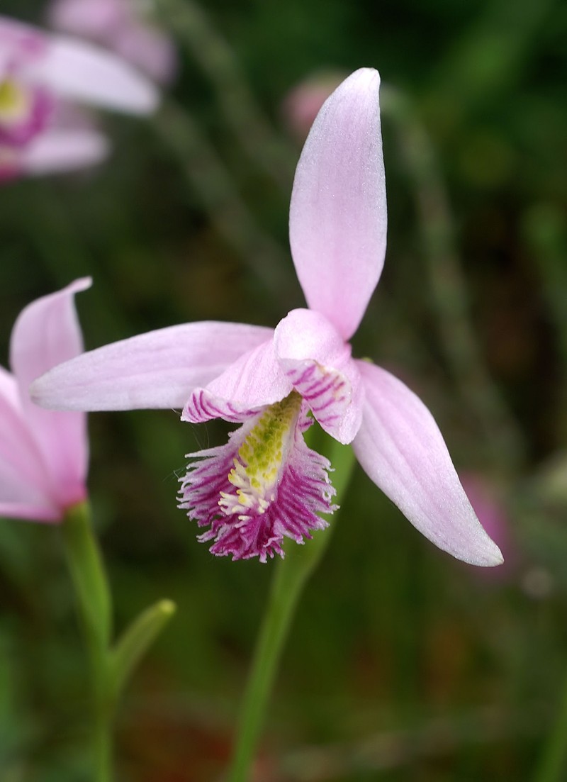 Snakemouth Orchid