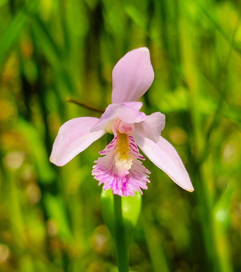 Snakemouth Orchid photo 2
