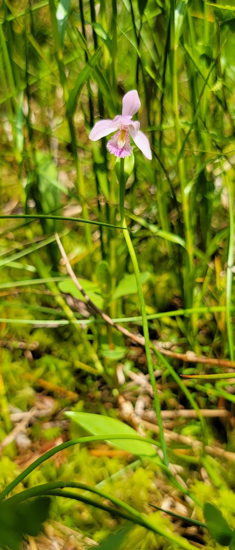 Snakemouth Orchid photo 3